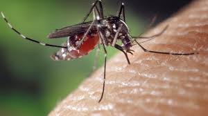 Aedes albopictus disinfestazione